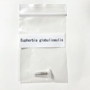 ユーフォルビア グロブリカウリス 種子 10粒