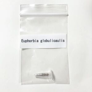 ユーフォルビア グロブリカウリス 種子 10粒