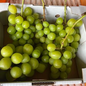 シャインマスカット 家庭用1.3〜1.6キロ