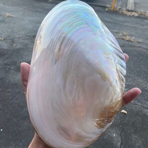 自然貝殻 パールシェル貝 特大サイズ 置物 小物入れ お皿 アクセサリー素材