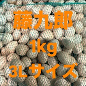 愛知県稲沢産(祖父江)ぎんなん 藤九郎3Lサイズ