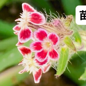 タイムセール中 5苗 おまけ種付き シレネガリカ ポット苗