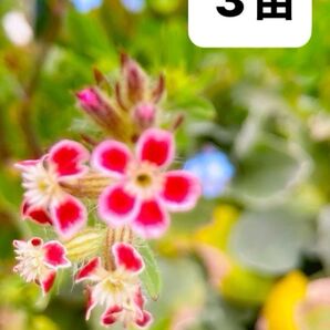 3苗 おまけ種付き シレネガリカ ポット苗