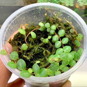 ペペロミアタートル |ペペロミアプロストラータ