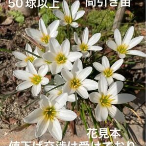 ゼフィランサス 間引き苗 50株以上