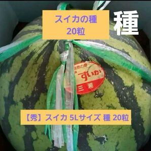 スイカ 5Lサイズ 種 20粒