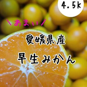 愛媛県産 早生みかん 箱込み4.5K 家庭用 小玉