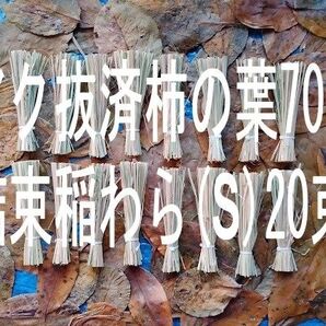 アク抜き済柿の葉70枚+αと結束稲わら(Sサイズ)20束