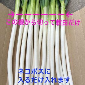 岩手県産長ネギ①⑤ 水曜配送