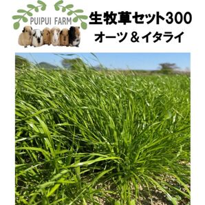 生牧草セット300 オーツヘイ イタリアンライグラス プイプイファーム