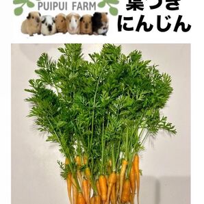 葉つき人参 人参葉 ベビーキャロット プイプイファーム