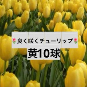 10y☆良く咲く☆チューリップの球根☆画像の10球☆