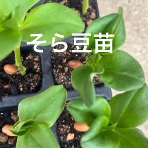 そら豆苗
