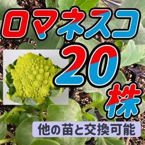 ロマネスコ×20 育苗中農薬不使用
