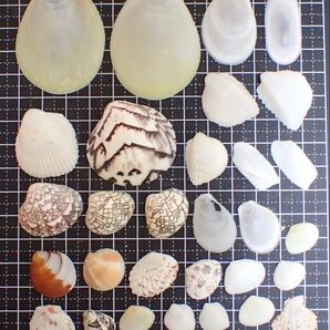 二枚貝 貝殻 まとめ売り 貝殻セット シェル 貝殻コレクション