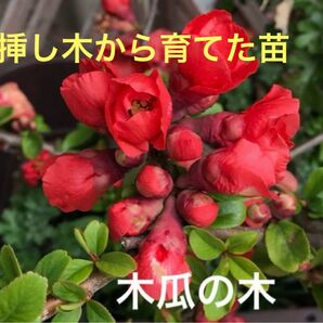 木瓜の木 挿し木から育てた小さな苗