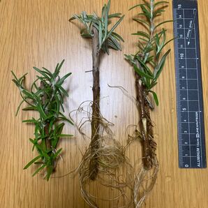 (緑) ローズマリー 苗 発根 挿木 挿し木 ローズマリー苗木