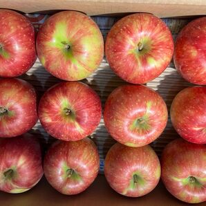 説明文必読 品種お任せりんご 12個入 青森産 常温・リサイクル箱発送
