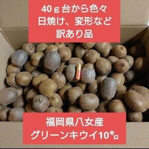 福岡県八女産 訳あり品 10キロ キウイフルーツ