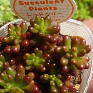 レッドベリー 多肉植物 セダム カット苗