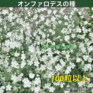 オンファロデス 花の種
