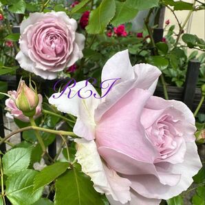 バラ苗 薔薇 挿し木苗 藤色 中輪 繰り返し咲き