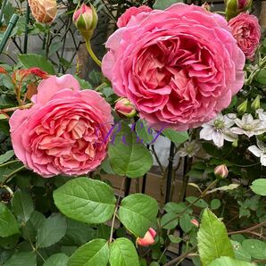 バラ苗 薔薇 挿し木苗 ER廃盤品種 中大輪 強香 四季咲き