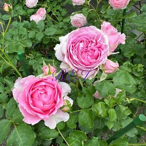 バラ苗 薔薇 挿し木苗 中〜大輪 強香 四季咲き