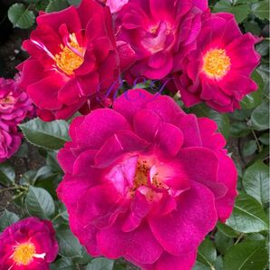 バラ苗 薔薇 挿し木苗 赤紫 中輪 微香 四季咲き