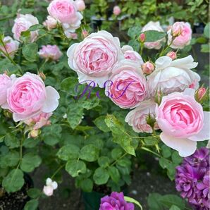 バラ苗 薔薇 挿し木2年生 ER廃盤品種 中輪 中香 四季咲き