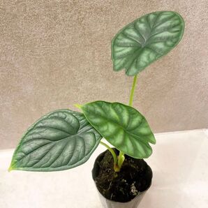 アロカシア ドラゴンスケール 3号