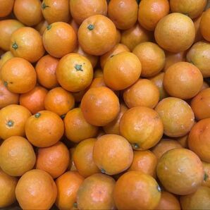 和歌山産 ゆら早生 みかん 完熟