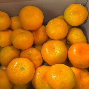和歌山産 極早生 みかん 超大玉!