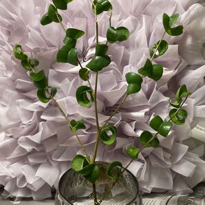 3 ベンジャミンバロック