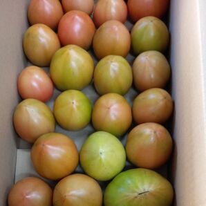 3.6kgラスト!青森県産 完熟小玉トマト