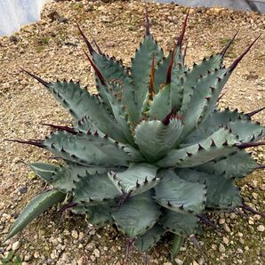 アガベ 八荒雷神の仔株 ブルーエンバーの仔株