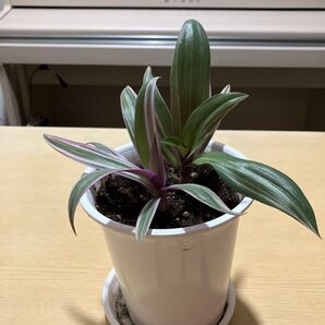 ムラサキオモト オーロラ 子株 抜き苗