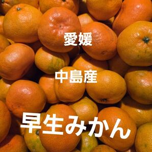 愛媛中島産早生みかん家庭用