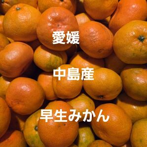 愛媛中島産早生みかん家庭用