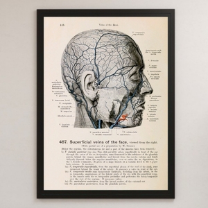 頭部の静脈 人体解剖学 医学 図解⑥ ビンテージイラスト 光沢 ポスター A3 バー カフェ クラシック インテリア 図鑑 生理学 生物学 人間