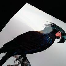 黒いオウム 鳥 動物学 ビンテージイラスト 光沢 ポスター A3 バー カフェ クラシック レトロ インテリア ペット インコ 図鑑 _画像2
