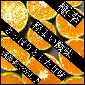 有田みかん 減農薬 2キロ サイズ混合 産地直送 和歌山県産