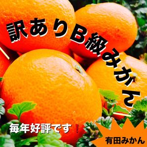訳あり有田みかん 5キロ サイズ混合 産地直送 極早生