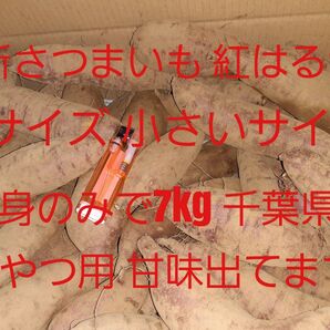 千葉県産 ミニさつまいも7kg 紅はるか 中身のみで7kg甘味出てます送料無料 堀り立て (検10 kg) やや訳あり