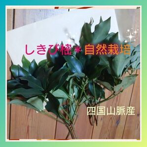 シキビ 樒 シキミ 自然栽培 水の都 ネコポス