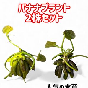人気の水草★バナナプラント 2株セット★水草 ビオトープ 睡蓮鉢 グラスリウム