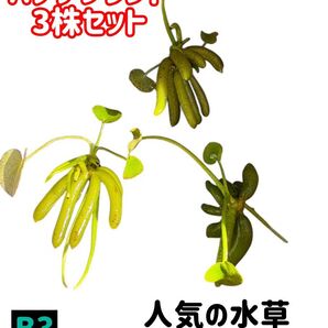 人気の水草★B3★バナナプラント★3株セット★水草 ビオトープ 睡蓮鉢 ボトルリウム メダカ