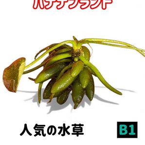 人気の水草★B1★バナナプラント★水草 ビオトープ 睡蓮鉢 メダカ ボトルリウム