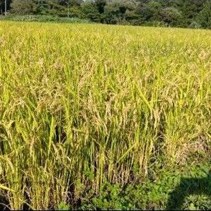 ヒメノモチ10キロ