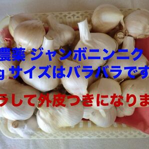 2025年度産 ジャンボニンニク にんにく 生にんにく 1kg 送料無料◆